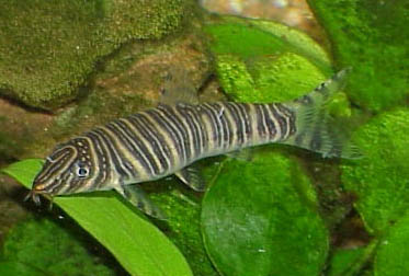 Botia striata